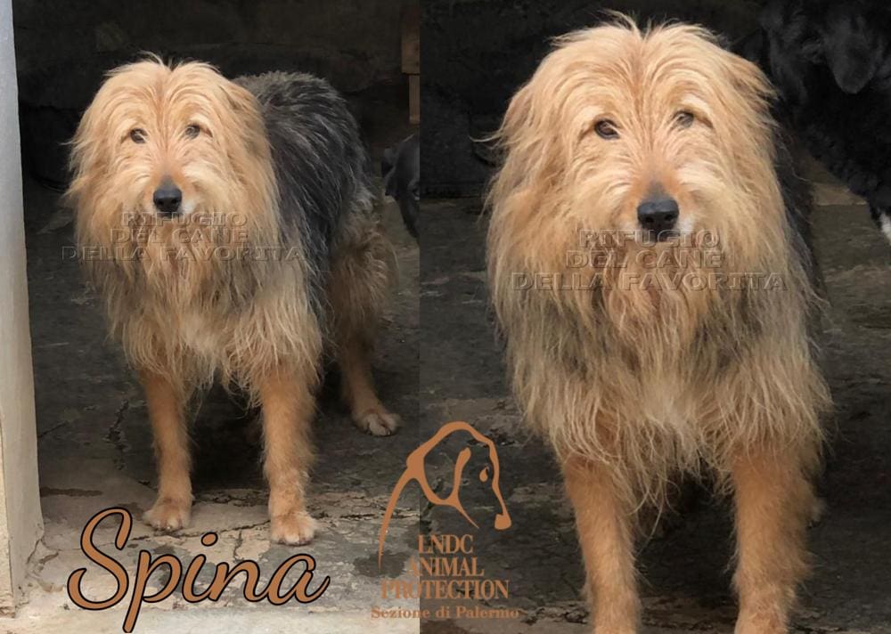 Spina